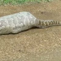 They Saw This Snake With A Giant Bulge, Then They Noticed What Was Missing (VIDEO)